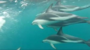 Nager avec des dauphins