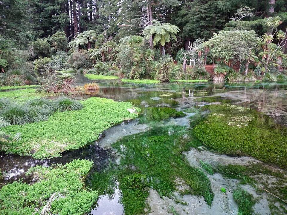 Hamourana Springs - Rotorua - Nouvelle-Zélande