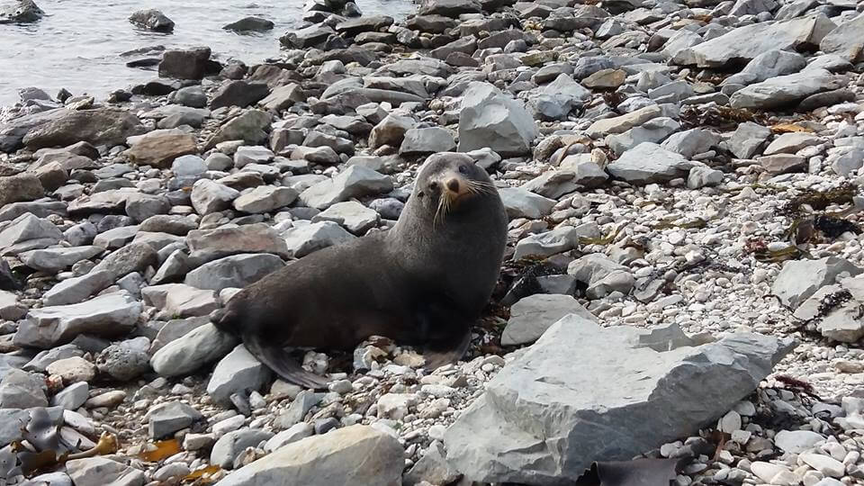 Phoque kaikoura - Nouvelle-Zélande