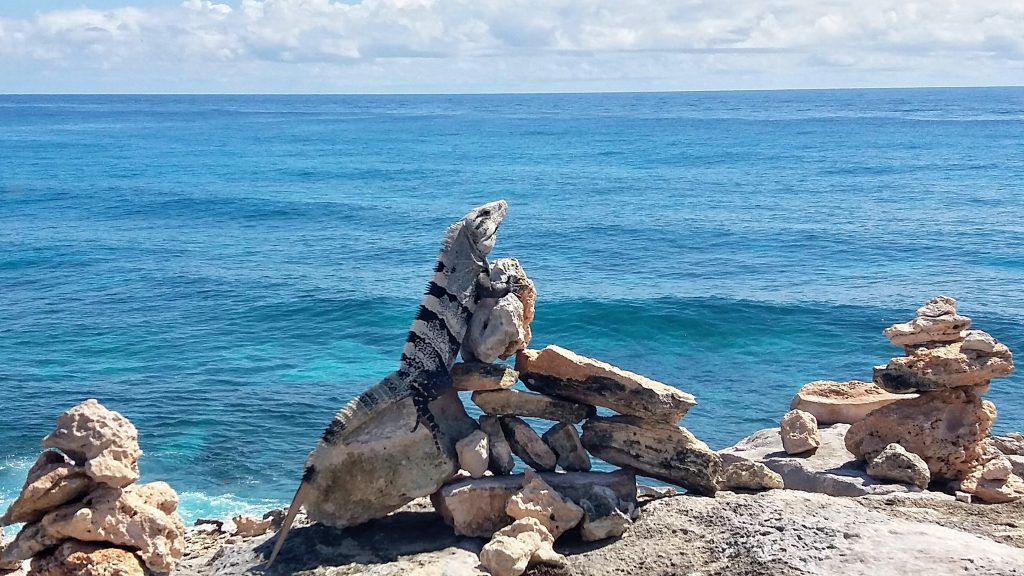 Iguane Punta Sur Isla Murejes - peninsule du Yucatan - Mexique