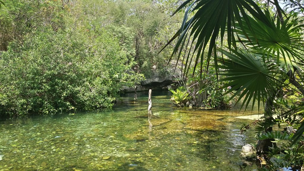 cenote azul cenote azul peninsule yucatan mexique