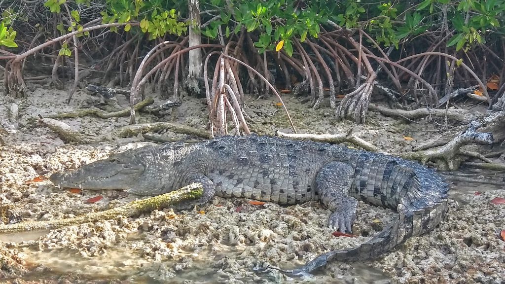 Crocodile Rio Lagartos - peninsule du Yucatan - Mexique