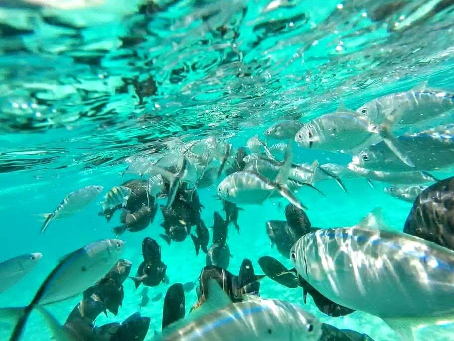 snorkeling Isla Murejes - peninsule du Yucatan - Mexique