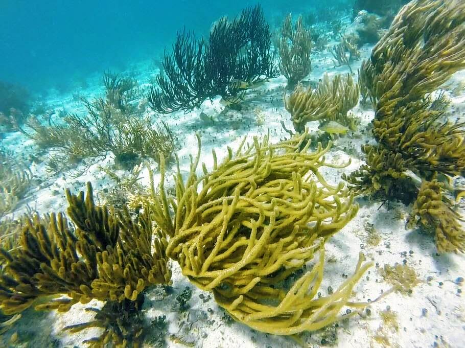 snorkeling Isla Murejes - peninsule du Yucatan - Mexique