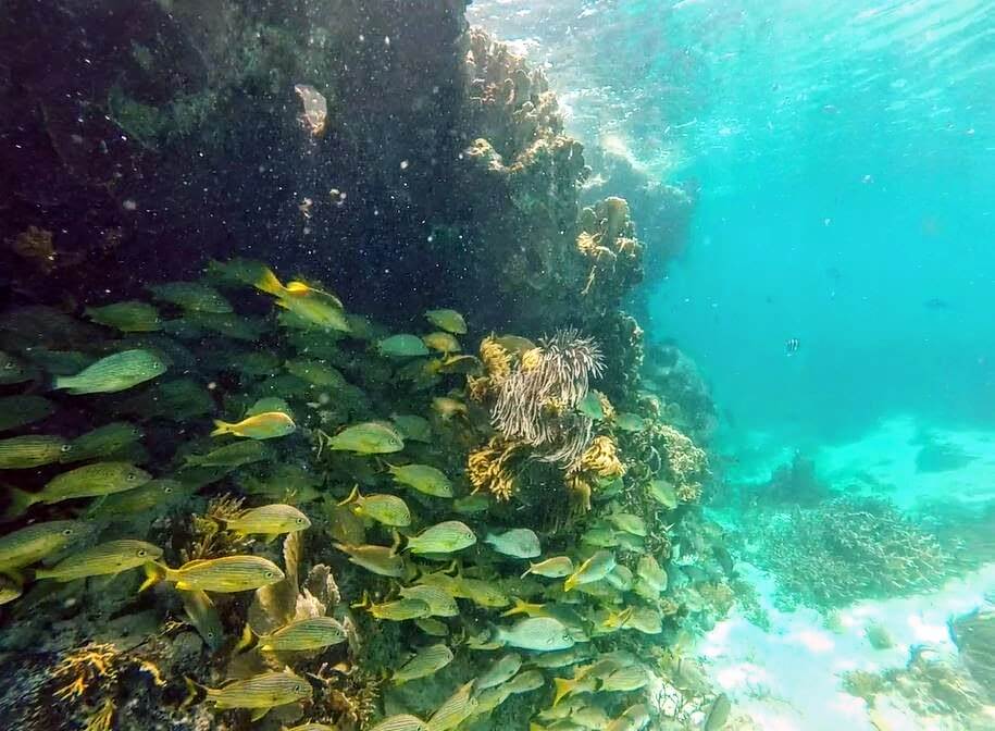 snorkeling Isla Murejes - peninsule du Yucatan - Mexique