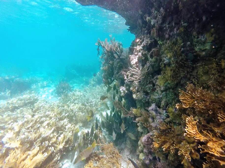 snorkeling Isla Murejes - peninsule du Yucatan - Mexique