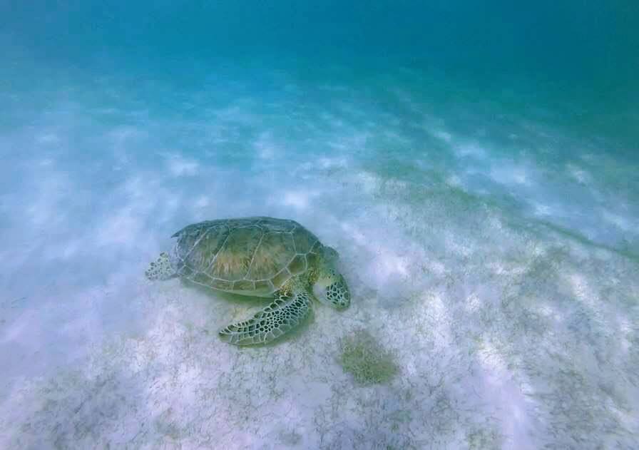 turtle akumal peninsule yucatan mexique