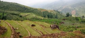 Riziere de Sapa au Vietnam