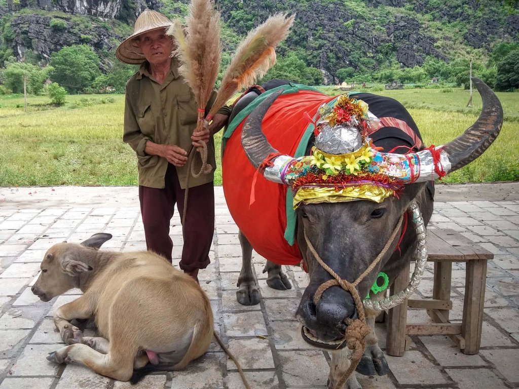 paysan buffle traditionnel vietnam