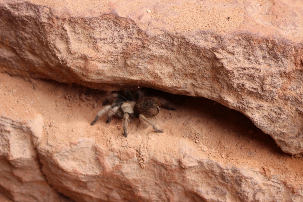 Araignée Zion National Park