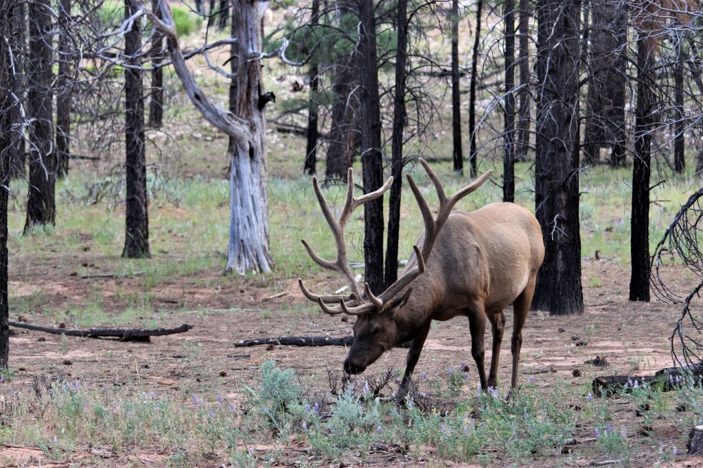 Cerf Grand Canyon