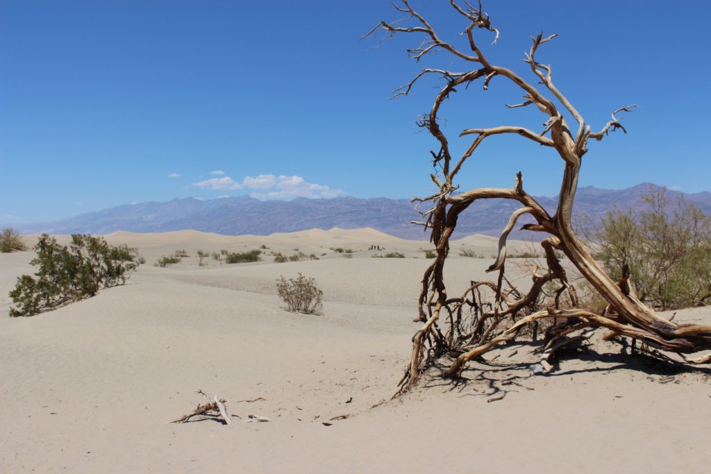 Mosquito sand dunes death valley