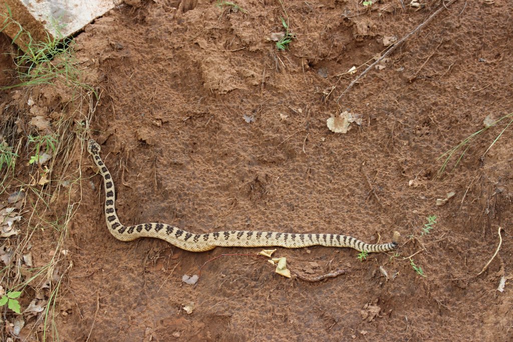 Serpent a sonnette rattlesnake zion