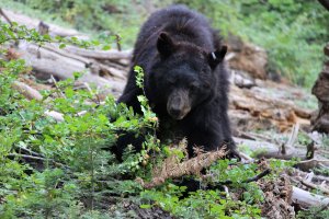 ours noir sequoia national park