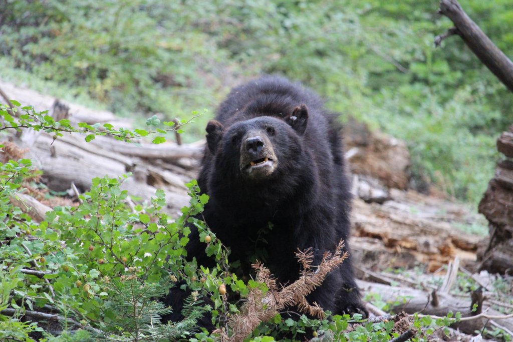 ours sequoia national park