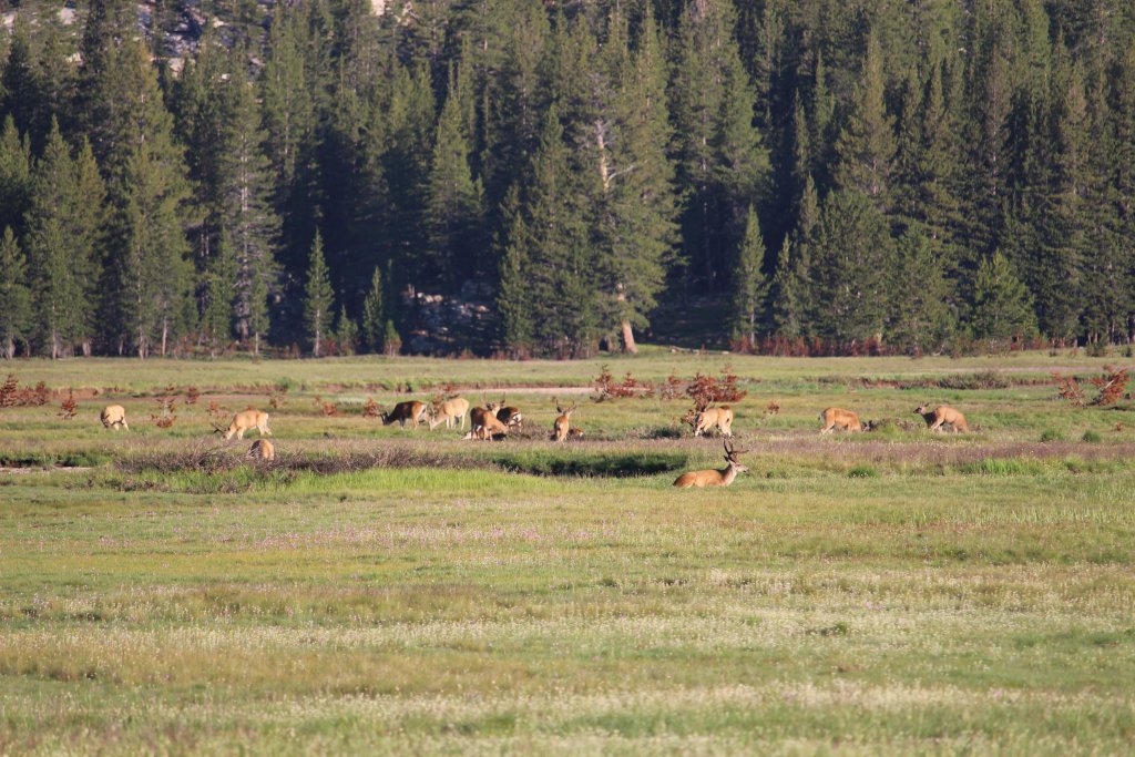 troupeau de cerfs yosemite