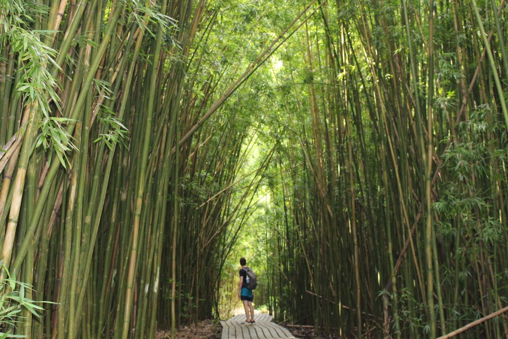 Foret de bambou Maui Hawai