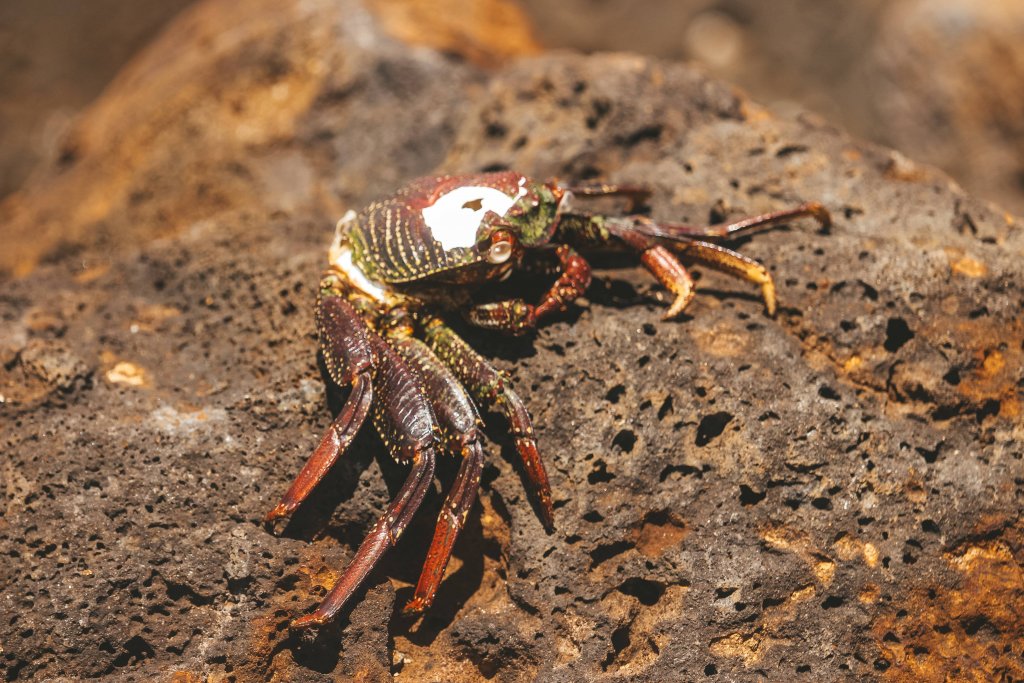 crabe poipu beach hawai kauai plage