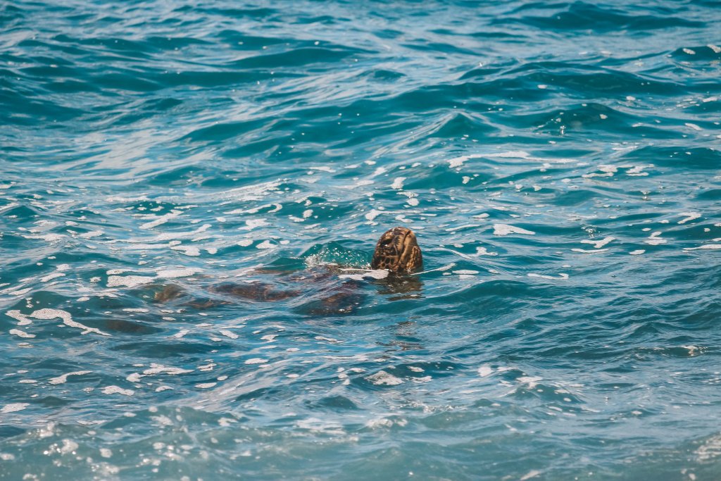 poipu beach hawai plage tortue