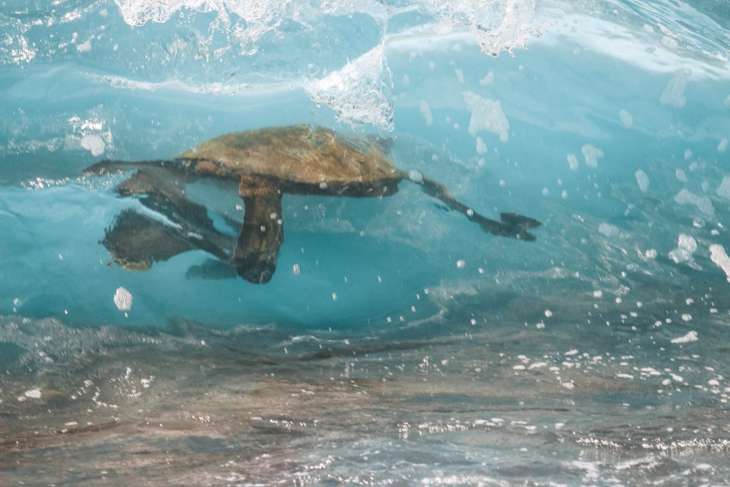 tortue poipu beach plage kauai hawai