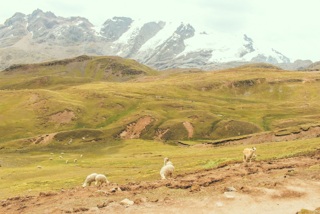 lamas rainbow mountain perou