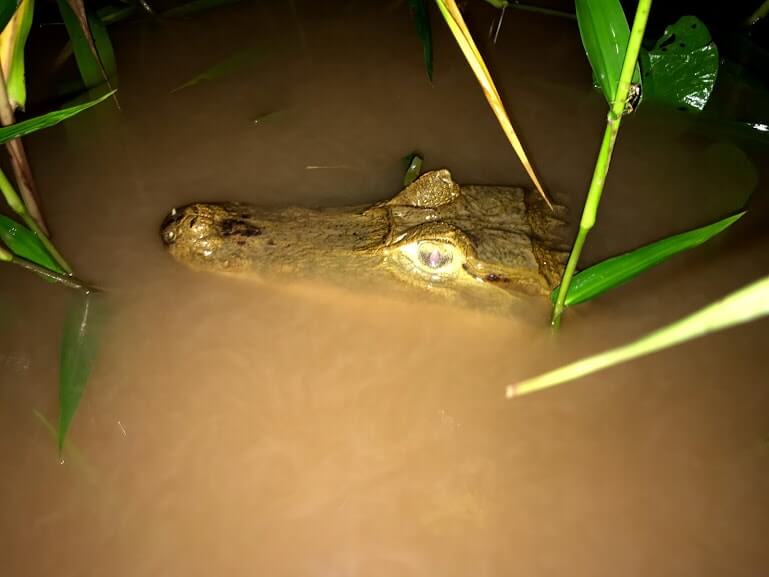 perou amazonie puerto maldonado caiman