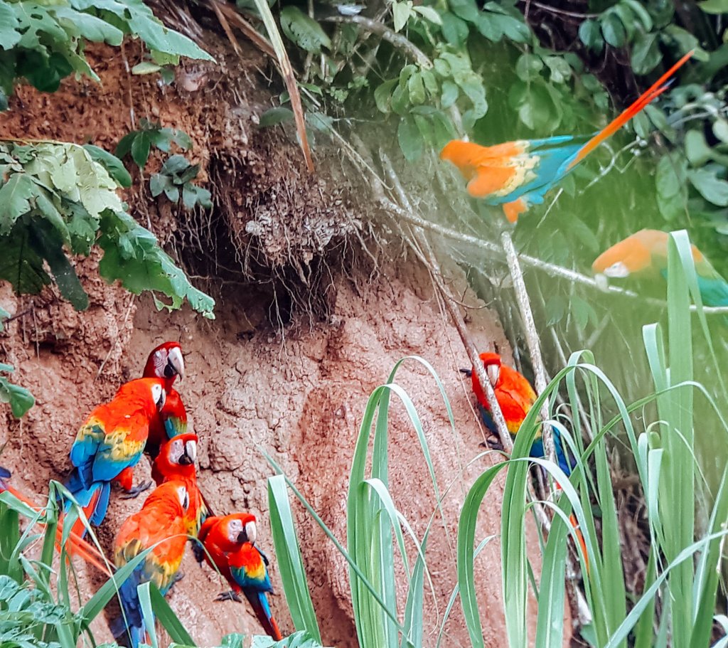 perou amazonie puerto maldonado tambopata perroquets