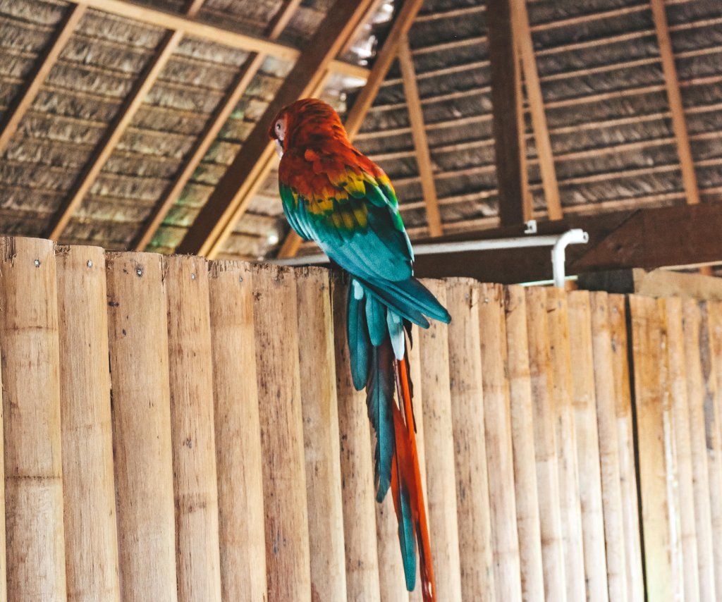 perroquet puerto maldonado amazonie pérou