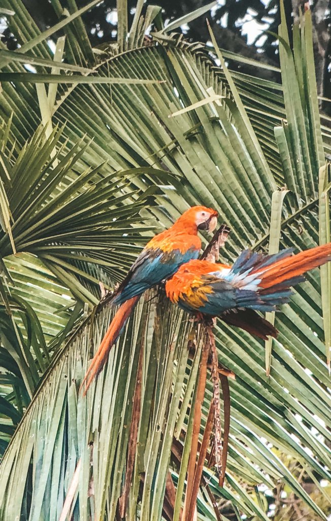 pérou puerto maldonado perroquet pérou amazonie