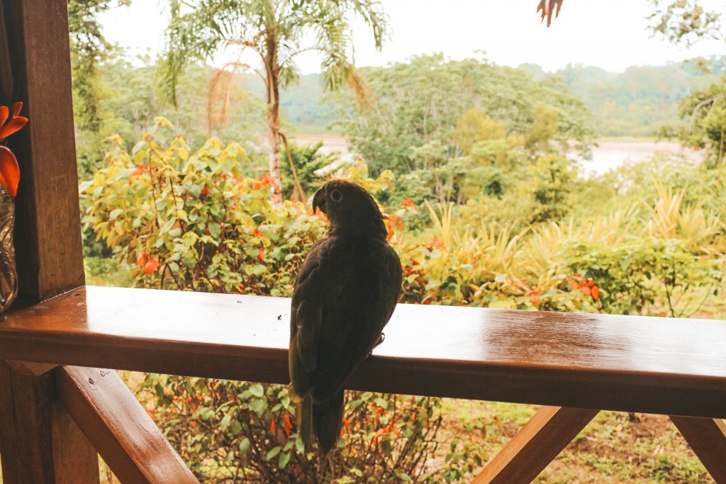 tambopata lodge amazonie perou puerto maldonado perroquet