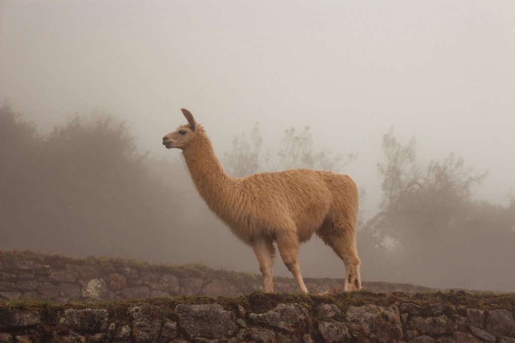 Lama dans la brume Machu Picchu