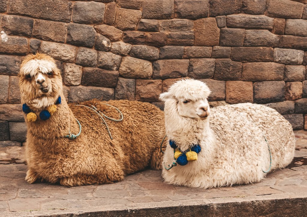 Portrait lama cusco