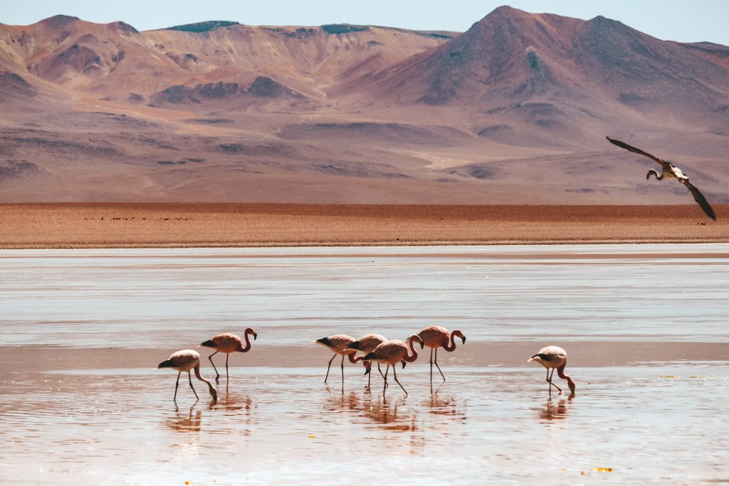 flamants roses bolivie sud lipez laguna colorada