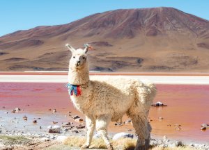 laguna colorada bolivie lama