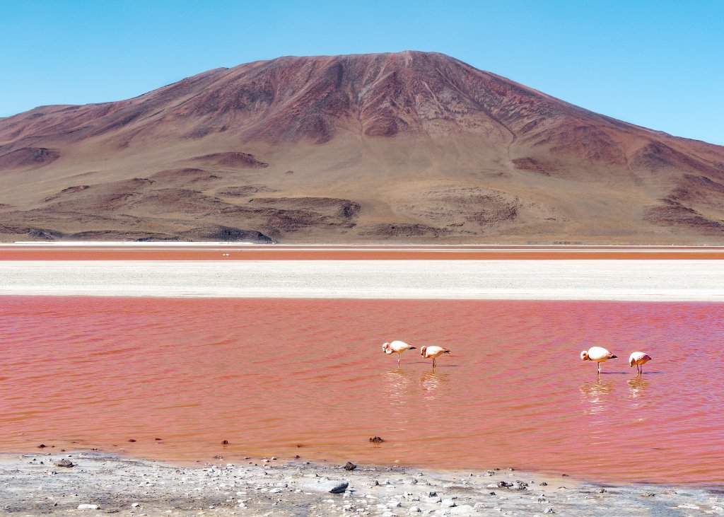 laguna colorada bolivie sud lipez flamants roses