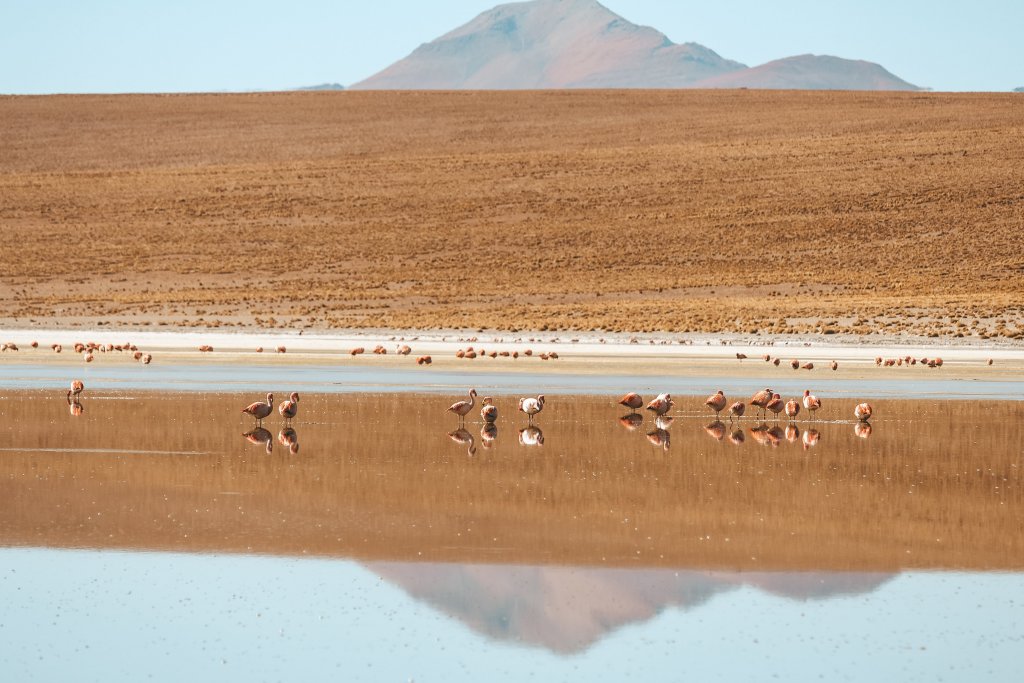 lagune bolivie sud lipez