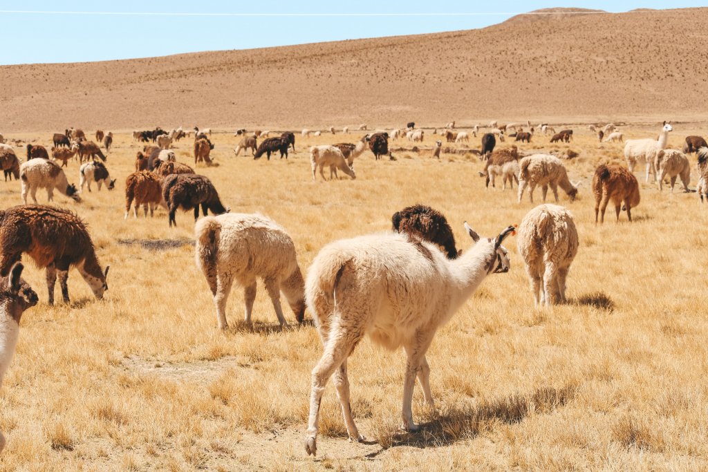 troupeau lamas sud lipez bolivie