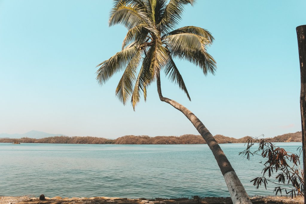 Coconut tree punta coral costa rica