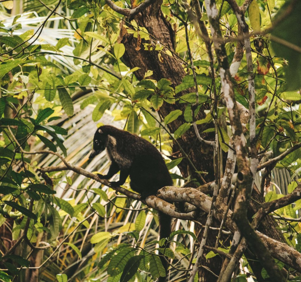 Coati costa rica