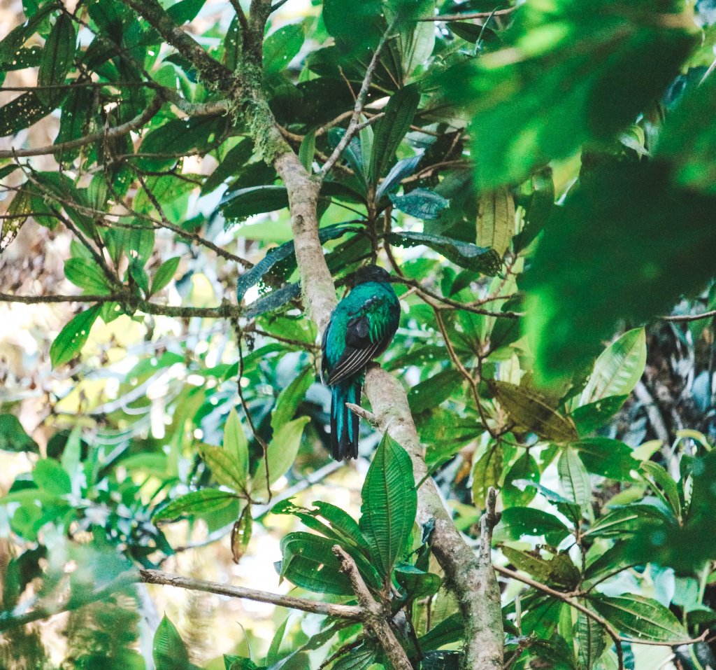 Quetzal Monteverde Costa Rica