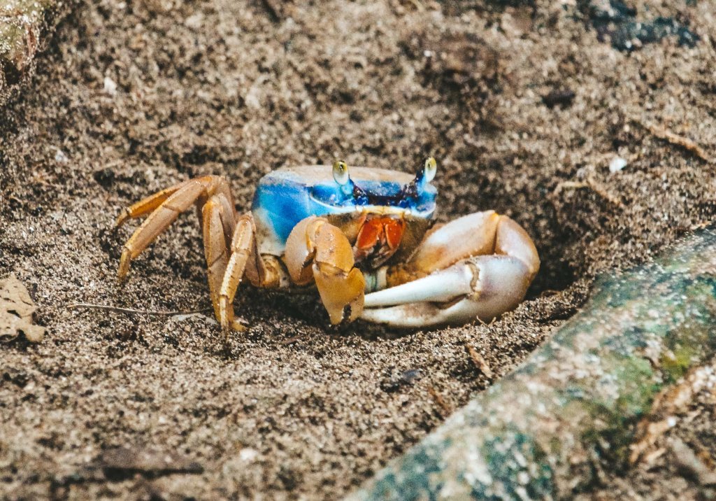 crabe cahuita costa rica