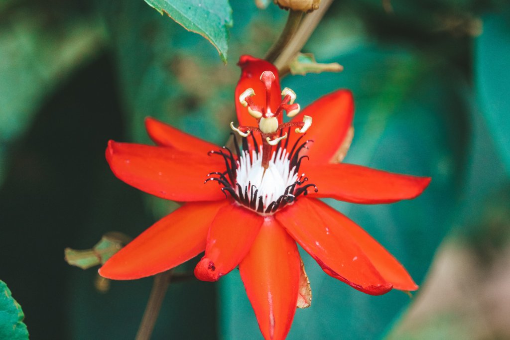 fleur costa rica