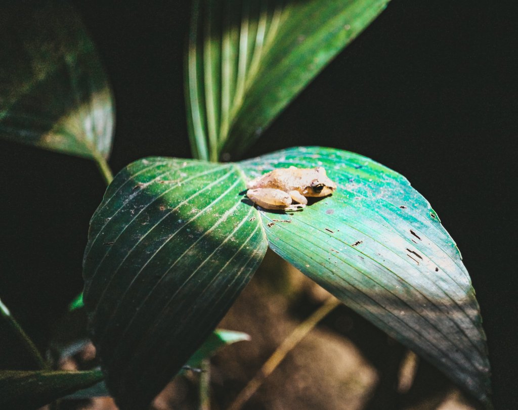 grenouille arenal costa rica