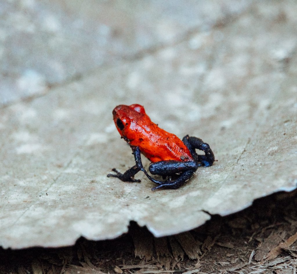 grenouille costa rica