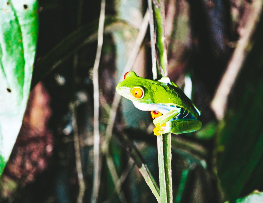 grenouille costa rica arenal