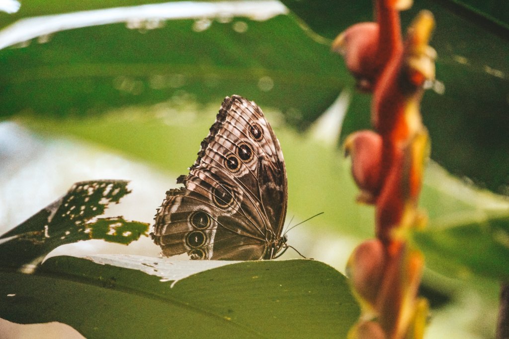 papillon costa rica