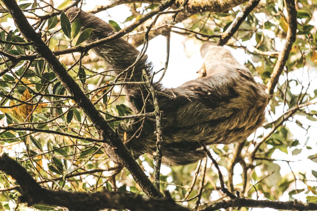 paresseux costa rica