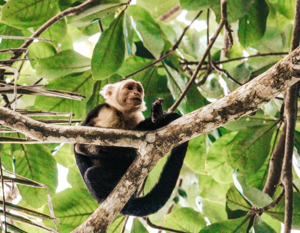 singe capucin costa rica cahuita