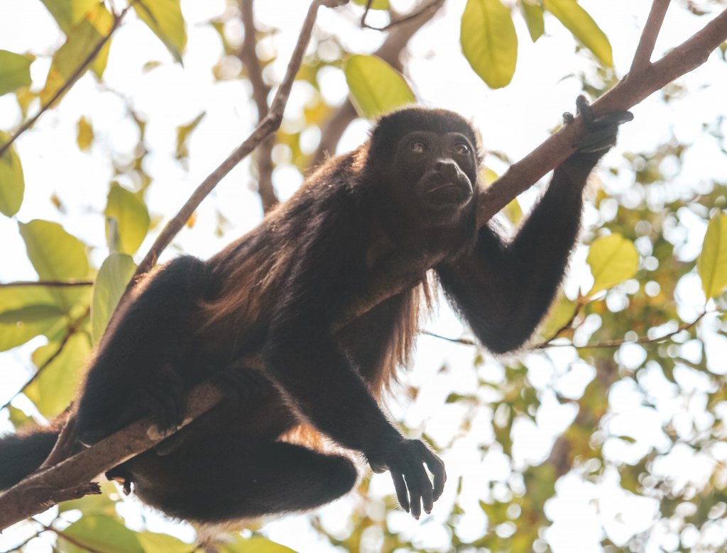 singe hotel tango mar costa rica