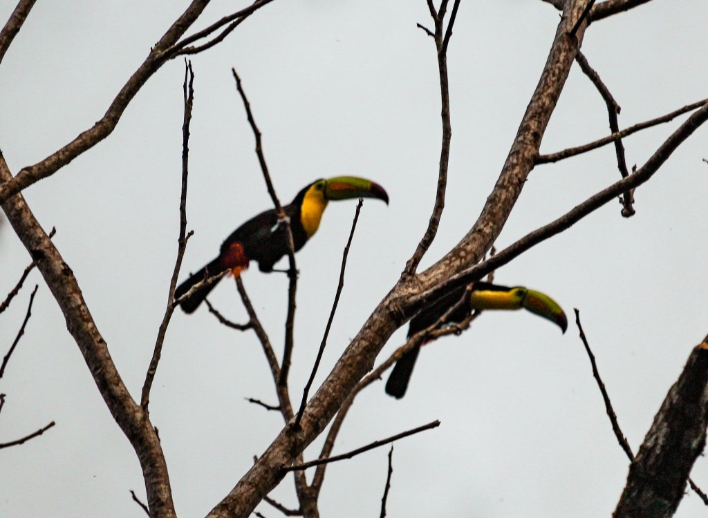 toucan lac arenal costa rica